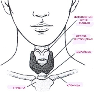 Где Находится Щитовидная Железа У Мужчин Фото