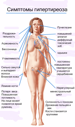 Где Находится Щитовидная Железа У Мужчин Фото